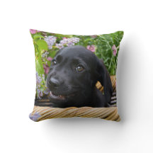 Cute Black Labrador Retriever Dog Puppy Pet Photo