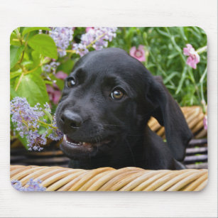 Cute Black Labrador Retriever Dog Puppy Pet Photo Mouse Mat