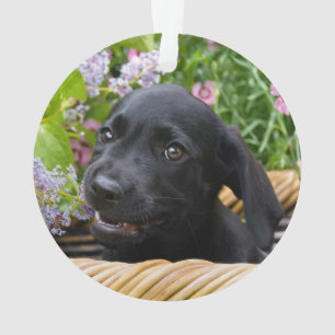 Cute Black Labrador Retriever Dog Puppy Pet Photo Ornament