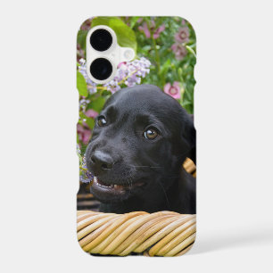 Cute Black Labrador Retriever Dog Puppy Photo *