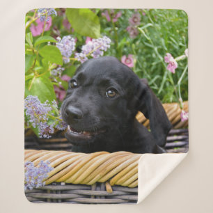 Cute Black Labrador Retriever Dog Puppy Photo - on Sherpa Blanket