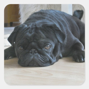 Cute Black Pug Puppy Photo Sticker