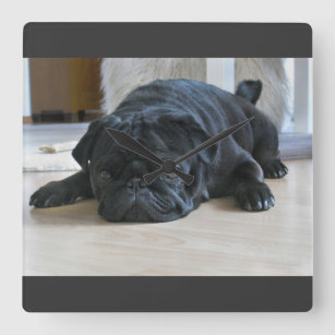 Cute Black Pug Puppy Wall Clock