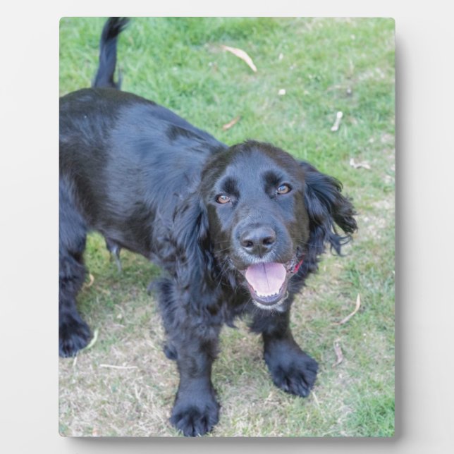 Cute Black Puppy Plaque (Front)