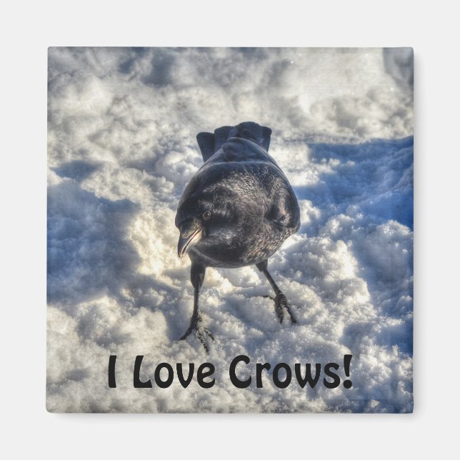 Cute Black Raven in the Snow Photo Magnet (Front)