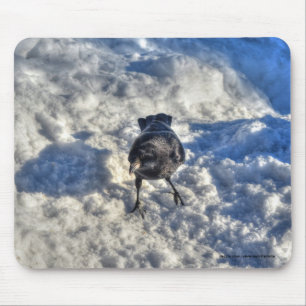 Cute Black Raven in the Snow Photo Mouse Mat