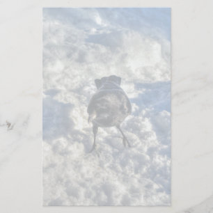 Cute Black Raven in the Snow Photo Stationery