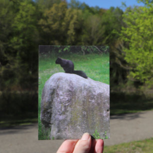 Cute Black Squirrel on a Rock Nature Squirrels Postcard