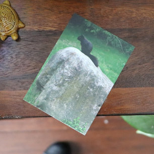 Cute Black Squirrel on a Rock Nature Squirrels     Poster