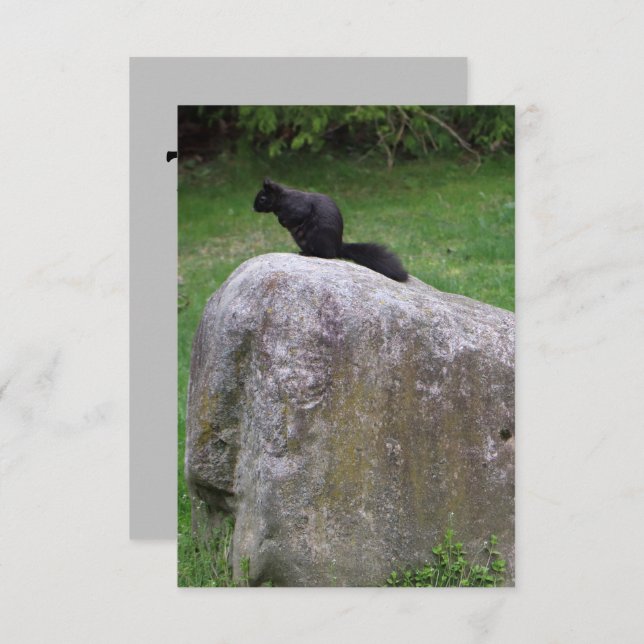 Cute Black Squirrel on a Rock Nature Squirrels     Thank You Card (Front/Back)