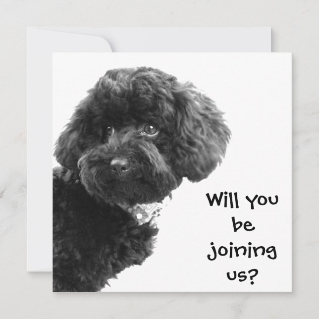 Cute Black Toy Poodle © Personalised Party Invites (Front)