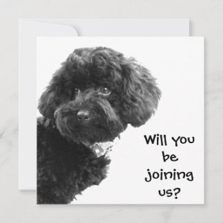 Cute Black Toy Poodle © Personalised Party Invites
