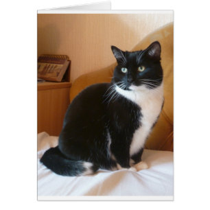 Cute black & white cat on bed