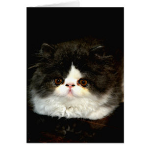 Cute black white kitten cat