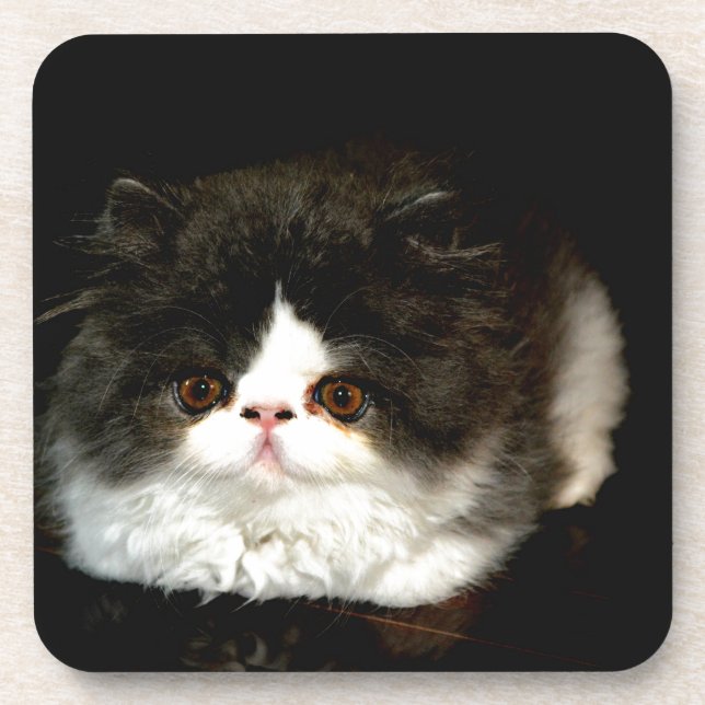 Cute black white kitten cat coaster (Front)