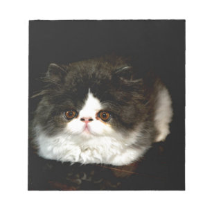 Cute black white kitten cat notepad