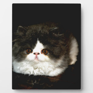 Cute black white kitten cat plaque