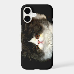 Cute black white kitten cat ragdoll photo