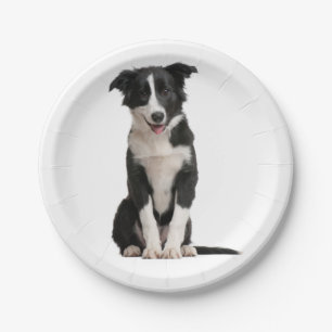 Cute Black White Puppy Dog Border Collie Party Paper Plate