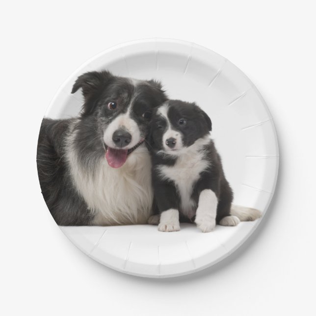Cute Black White Puppy Dog Border Collie Party Paper Plate (Front)