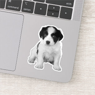 Cute Black White Puppy Photo