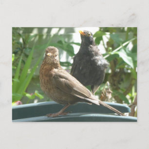 Cute Blackbirds Pair DIY Postcard