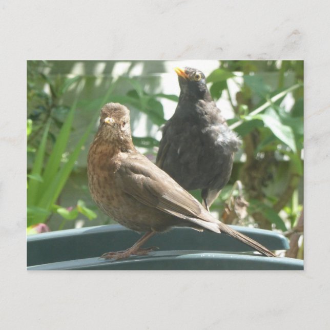 Cute Blackbirds Pair DIY Postcard (Front)