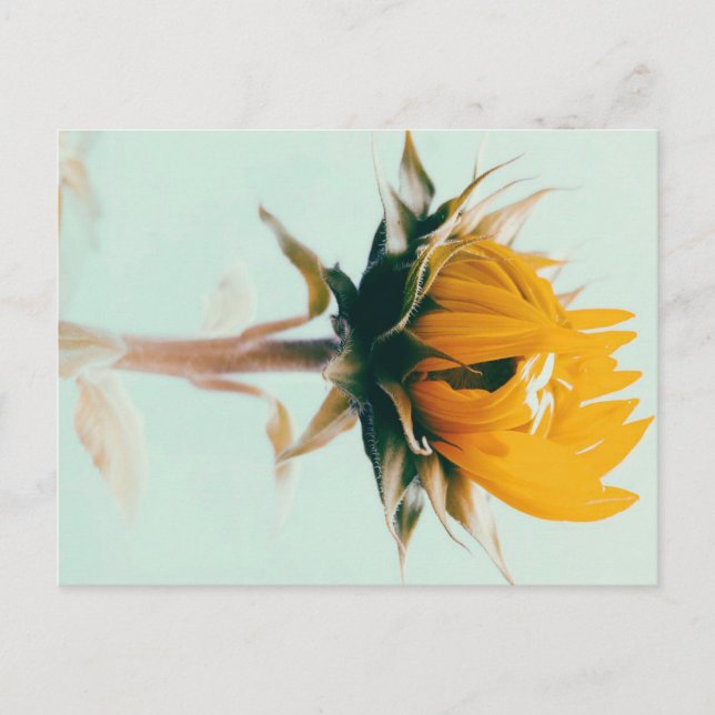 Cute blooming sunflower flower art announcement postcard (Front)