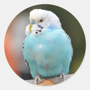 Cute Blue Budgie Bird on a Tree Branch  Classic Round Sticker