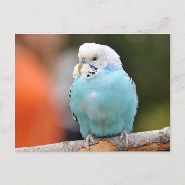 Cute Blue Budgie Bird on a Tree Branch  Postcard (Front)