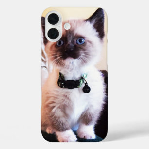 Cute Blue Eyed Masked Kitten Photograph iPhone 16 Plus Case