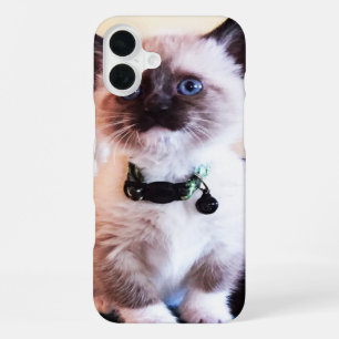 Cute Blue Eyed Masked Kitten Photograph iPhone 16 Plus Case