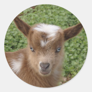 Cute Blue Eyed Nigerian Dwarf Goat Kid Classic Round Sticker