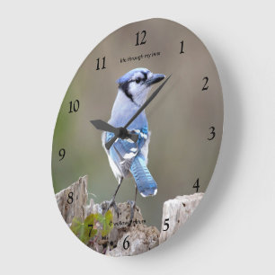 Cute Blue Jay Songbird Posing on Treestump Large Clock