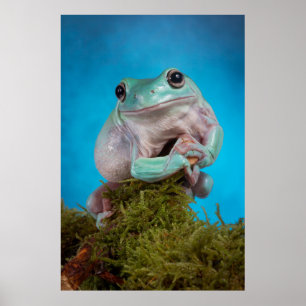 Cute Blue phase Whites tree frog smiling Poster
