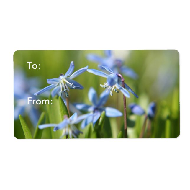 Cute Blue Scilla flowers (Front)