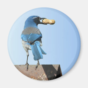 Cute Blue Scrub Jay Bird & Peanut Magnet