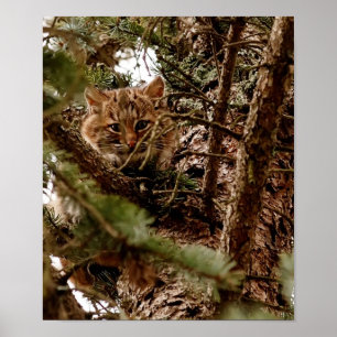 Cute Bobcat Kitten in a Tree Poster