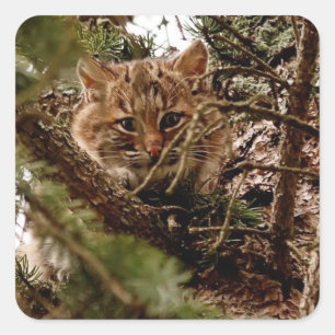 Cute Bobcat Kitten in a Tree Square Sticker