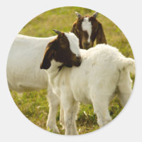 Cute Boer Goat Kids in Pasture Photo