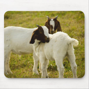 Cute Boer Goats Snuggle Brown and White Mouse Mat