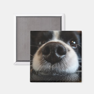 Cute Border Collie Nose Closeup Magnet