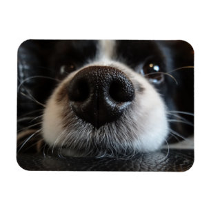 Cute Border Collie Nose Closeup Magnet