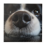 Cute Border Collie Nose Closeup Tile<br><div class="desc">Closeup photograph of a cute black and white border collie nose.</div>