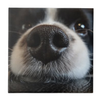 Cute Border Collie Nose Closeup