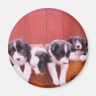Cute Border Collie Puppies Magnet