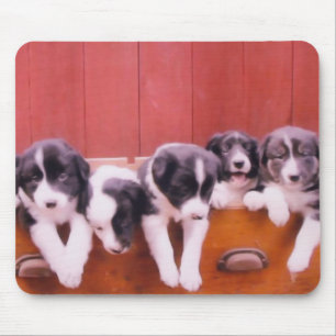 Cute Border Collie Puppies Mouse Mat