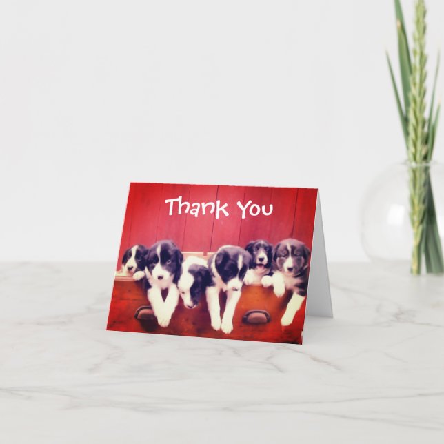 Cute Border Collie Puppies Thank You Card (Front)