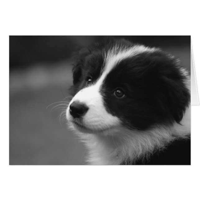 Cute Border Collie Puppy Card (Front Horizontal)