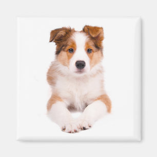 Cute Border Collie Puppy Dog Custom Magnet